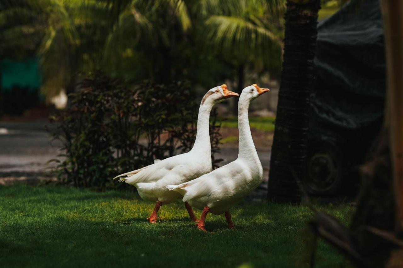 The Kerala Village, Shahapur Shenwa Экстерьер фото